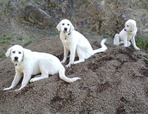Livestock guardian dogs well-bred livestock guardian dogs you can own from Devil's Gulch Ranch