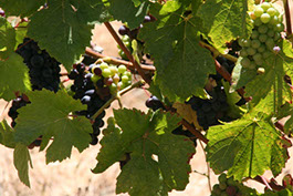 Pinot Noir in the Devil's Gulch Ranch Pinot noir is available in Devil's Gulch Ranch